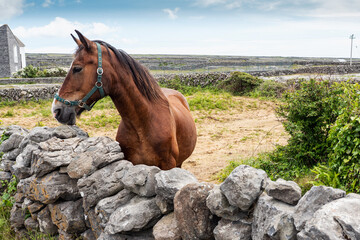 Brown horse behind dry stone fence. Inishmore, Aran Islands, County Galway, Ireland. Cloudy sky