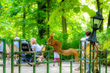 Wiewiórka w parku © Piotr_Kardas