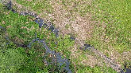 Forest river with dead tree log lying over