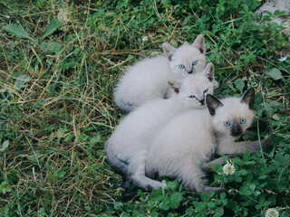 The seventh generation of the same mother ( GENNY THE CAT ) 