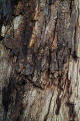bark of a tree, texture