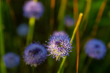 Fioletowe kwiaty Jasieniec piaskowy © Piotr_Kardas