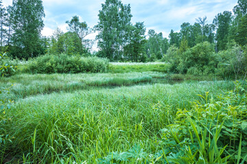 The lush vegetation of a small river in the countryside. The banks are naturally overgrown with water plants and bushes. Scenic views, places to hike and relax.