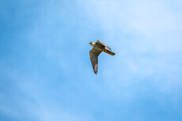 Predatory bird Eurasian Hobby or Falco subbuteo flies in blue sky. The Eurasian hobby , Falco subbuteo, or just simply hobby