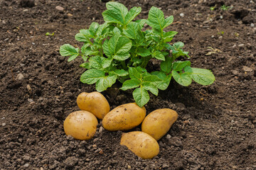 White potato tubers and potato sprouts on the background of the soil. White potatoes are grown in the field