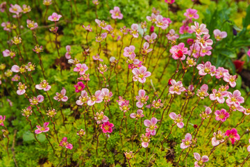 Obraz premium Pink flowers of perennial plant saxifrage. Saxifrage blooms in the garden in summer