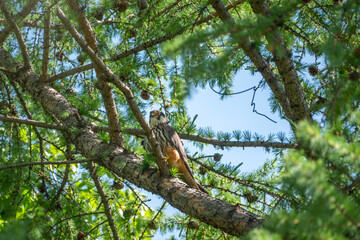 Eurasian hobby, falco subbuteo, sitting on top of larch tree. Cute majestic falcon bird of prey in wildlife. The Eurasian hobby , Falco subbuteo