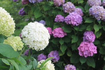 hydrangea flowers, あじさい, アジサイ