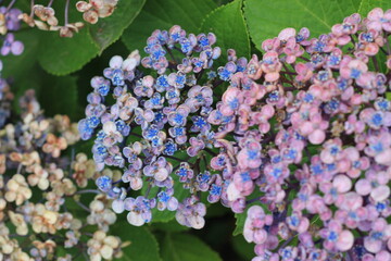 hydrangea flowers, あじさい, アジサイ