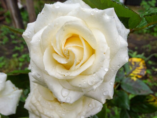 yellow rose with drops
