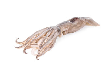 Fresh squid isolated on white background