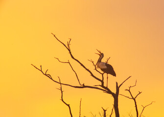 Stork stays on dead tree in sunset