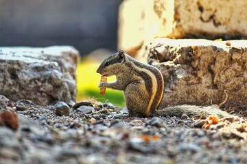 chipmunk eating 