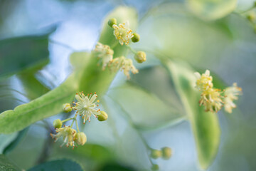 Flowers of blossoming tree linden. selective focus