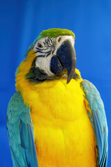 Domestic animals: Parrot on blue background
