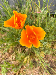 orange flower in the garden