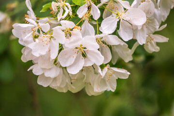 White blossoming apple trees. White apple tree flowers