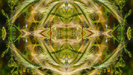 Źdźbła trawy z formie geometrycznego fraktala © gosia