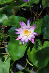 Close-up shot of beautiful purple lotus in the pond, outdoor. Selectable focus.