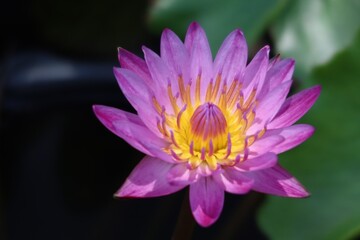 Close-up shot of beautiful purple lotus in the pond, outdoor. Selectable focus.
