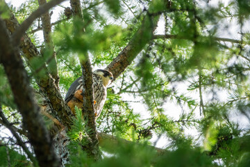 Eurasian hobby, falco subbuteo, sitting on top of larch tree. Cute majestic falcon bird of prey in wildlife. The Eurasian hobby , Falco subbuteo