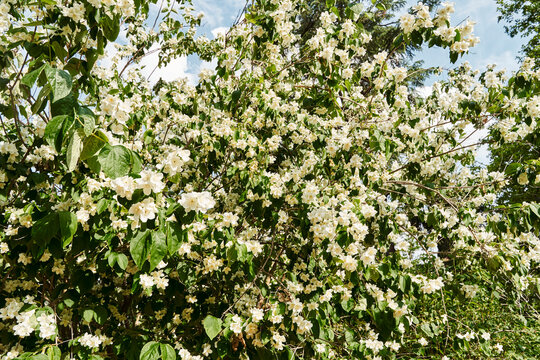 Celinda philadelphus, also called Philadelphus coronarius, on an out-of-focus background.With copy space