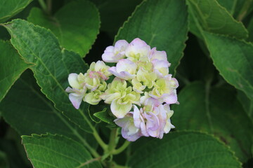 hydrangea flowers, あじさい, アジサイ