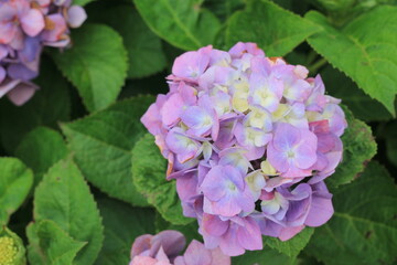 hydrangea flowers, あじさい, アジサイ