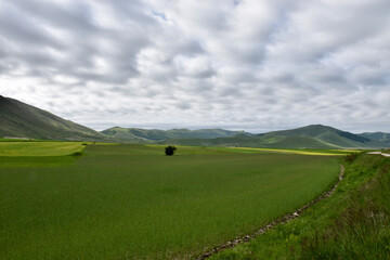 Fototapeta premium grass and sky Castelluccio