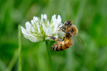 honeybee on clover flower