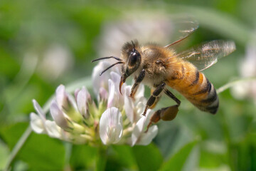 honeybee on clover flower