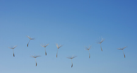 dandelion in the sky