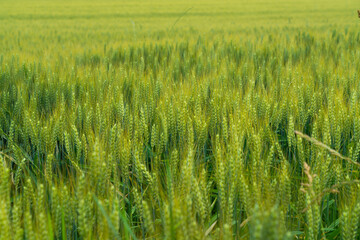 green wheat field