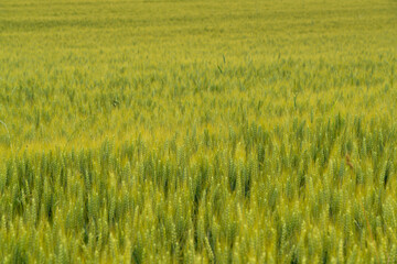 field of wheat