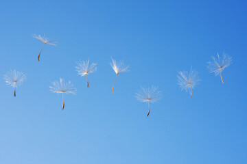 dandelion in the sky