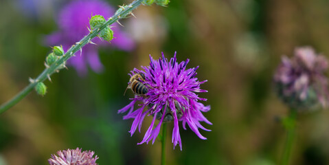 bee on a flower