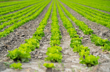 Fototapeta na wymiar lettuce growing in a field