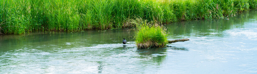 bird in the river
