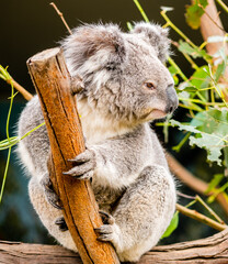 A cute koala sitting in a tree