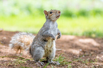 Naklejka na ściany i meble A portrait of a common grey squirrel standing on its hind legs