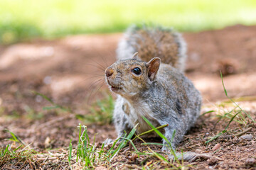 A portrait of a common grey squirrel foraging