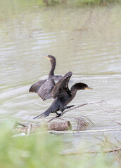 Neotropic Cormorant 