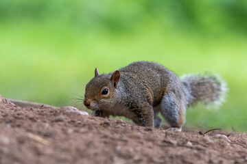 A portrait of a common grey squirrel foraging