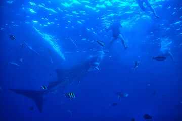 Fototapeta na wymiar whale shark scene landscape / abstract underwater big sea fish, adventure, diving, snorkeling