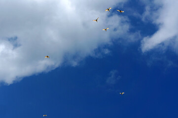 Birds flying in the blue sky .