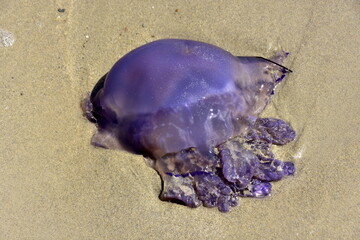 meduza wyrzucona na brzeg - obrazy, fototapety, plakaty
