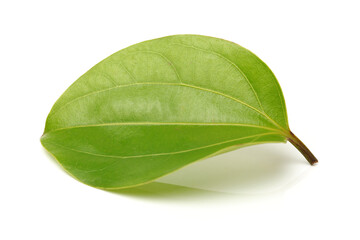 Obraz premium Beautiful green leaf on white background