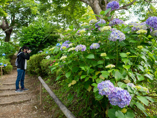 紫陽花を撮影するカメラ女子