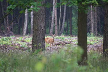 Sarna w lesie przechodzi przez drogę