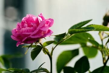 The hardy Hurdalsrosa Rose in the Southern wall of a farmhouse at Toten, Norway.